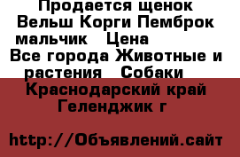 Продается щенок Вельш Корги Пемброк мальчик › Цена ­ 65 000 - Все города Животные и растения » Собаки   . Краснодарский край,Геленджик г.